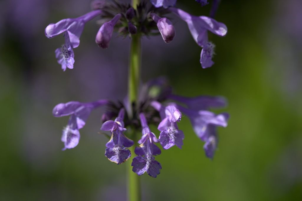Nepeta sibirica (Nepeta sibirica)