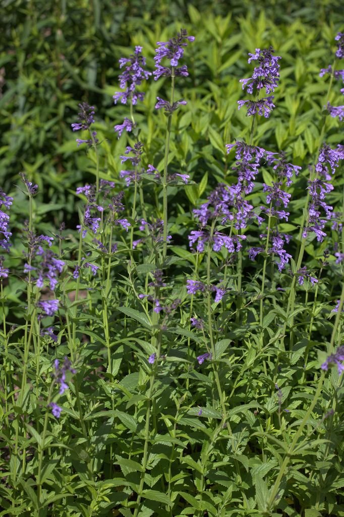 Como plantar Nepeta sibirica (Nepeta sibirica)_1