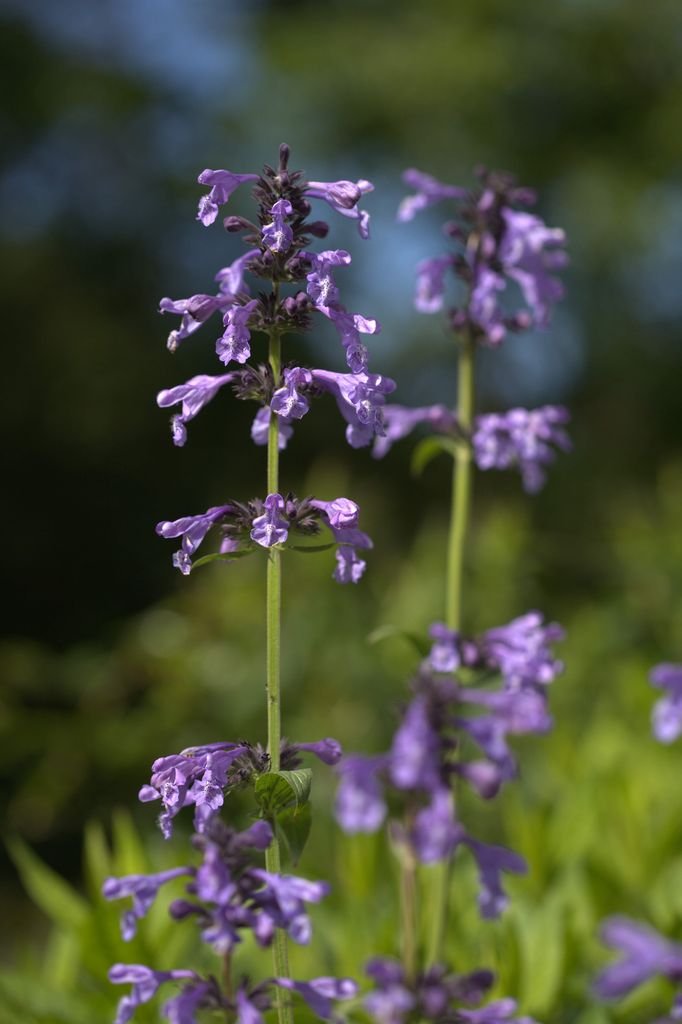 Onde plantar Nepeta sibirica (Nepeta sibirica)_2