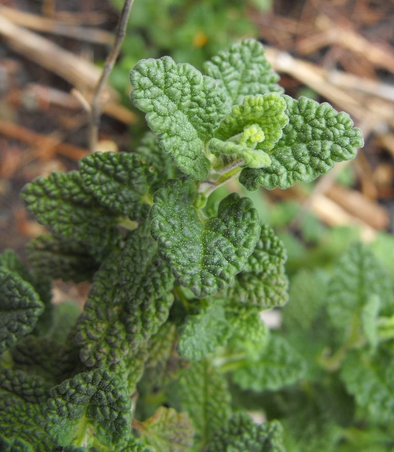 Nepeta stewartiana (Nepeta stewartiana)