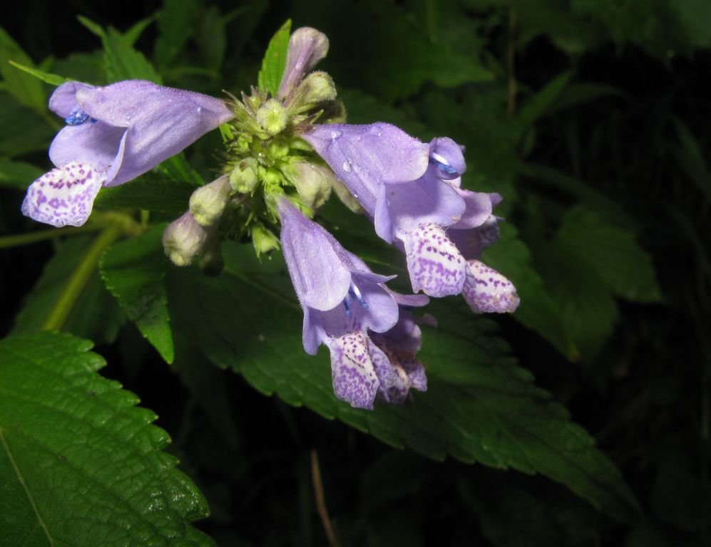 Nepeta subsessilis (Nepeta subsessilis)