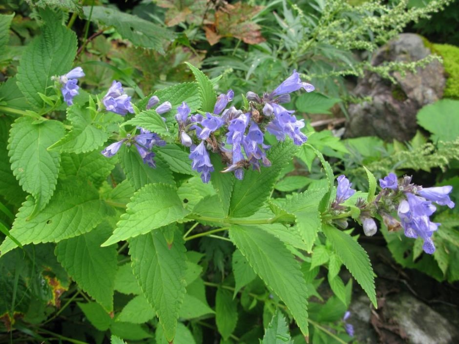 Como plantar Nepeta subsessilis (Nepeta subsessilis)_1