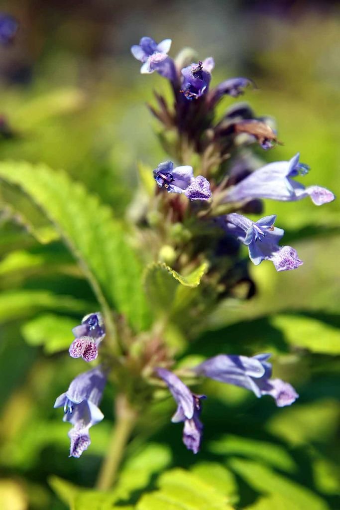 Onde plantar Nepeta subsessilis (Nepeta subsessilis)_2