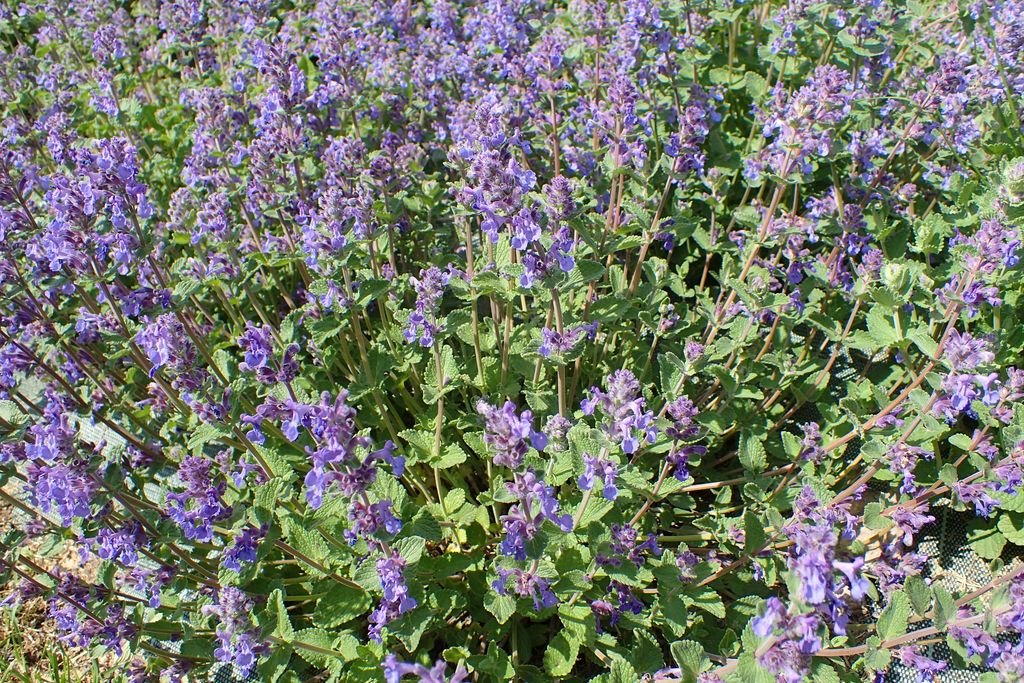 Nêveda-dos-jardins (Nepeta × faassenii)