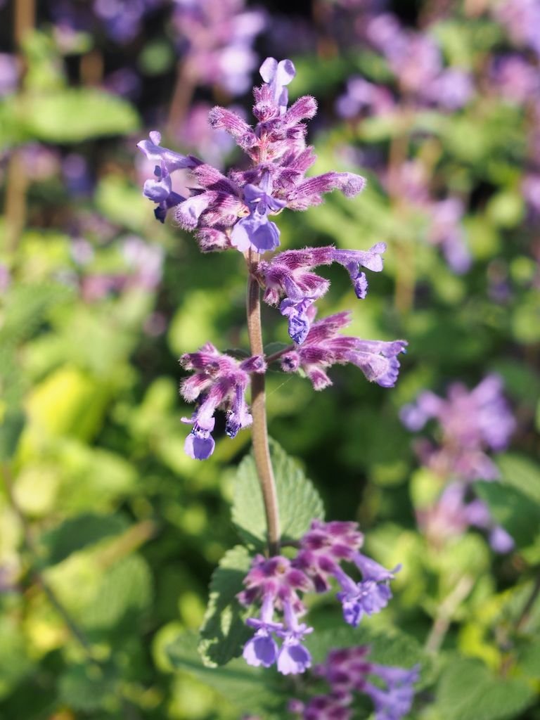 Como plantar Nêveda-dos-jardins (Nepeta × faassenii)_1