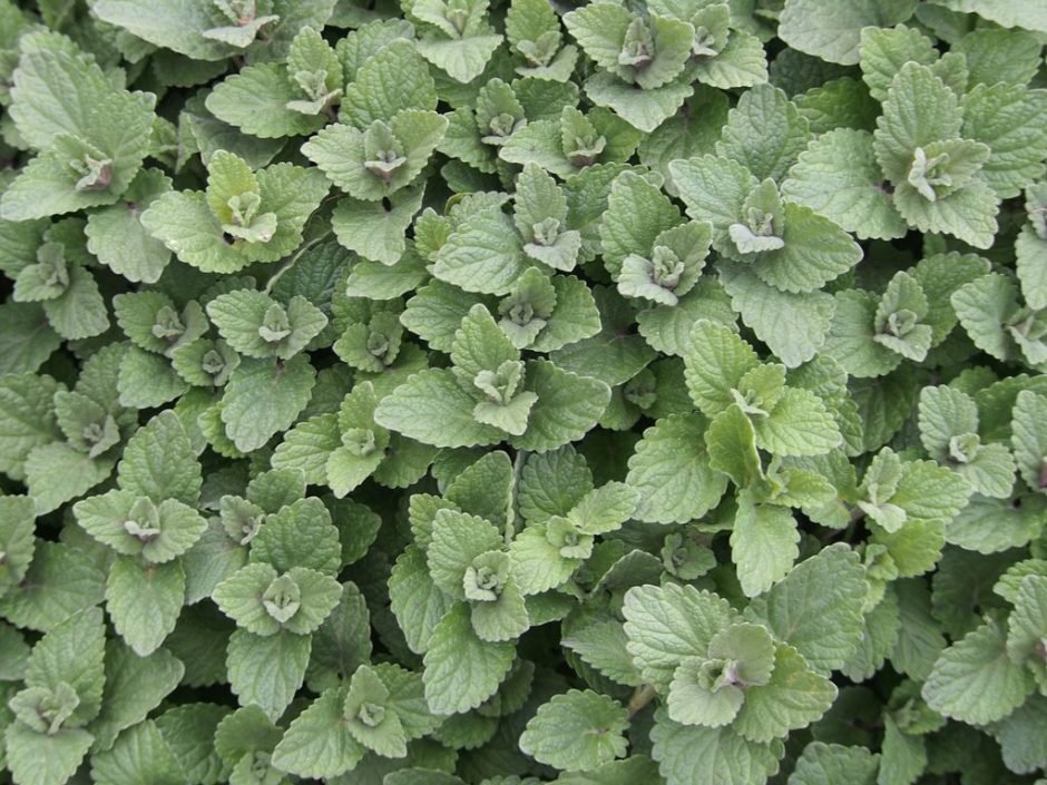 Onde plantar Nêveda-dos-jardins (Nepeta × faassenii)_2