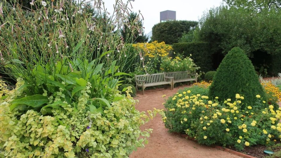 Onde plantar Sempre-noiva-das-floristas 'Limelight' (Helichrysum petiolare 'Limelight')_2