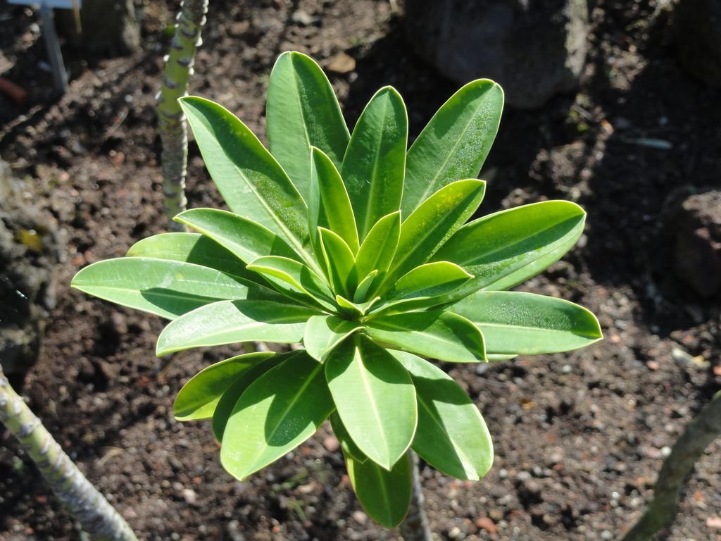 Trovisco-macho (Euphorbia stygiana)