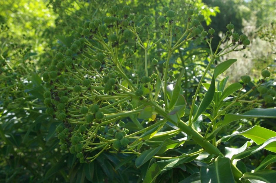 Como plantar Trovisco-macho (Euphorbia stygiana)_1