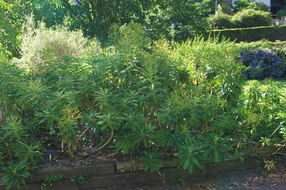 Onde plantar Trovisco-macho (Euphorbia stygiana)_2