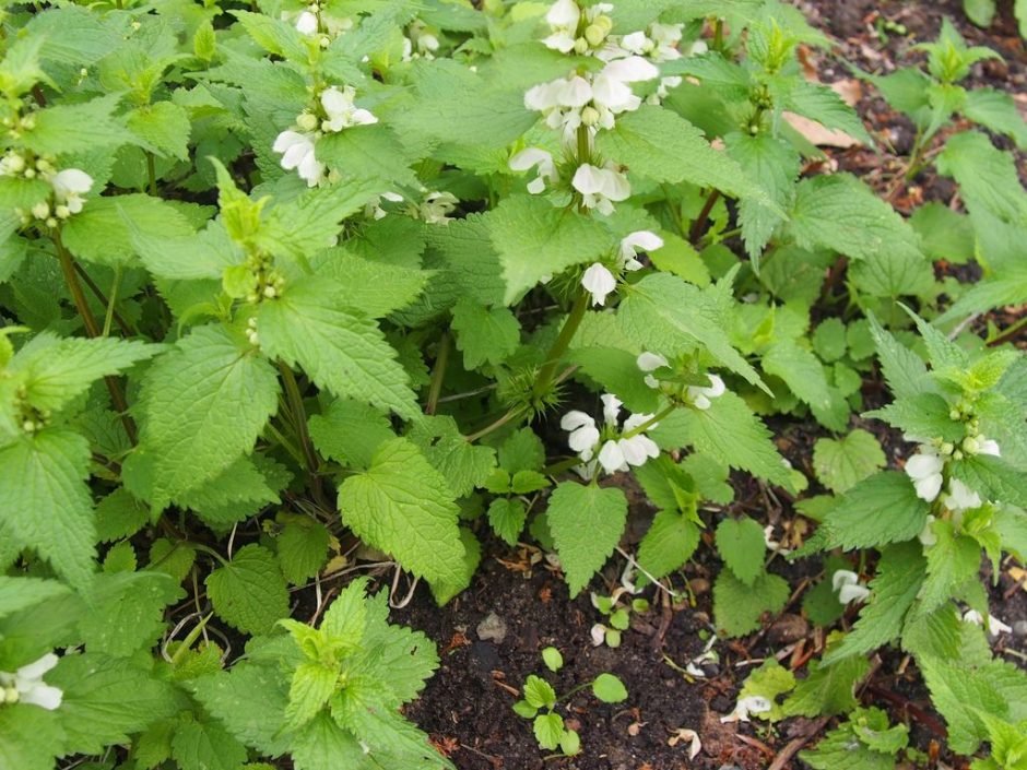 Como plantar Urtiga-branca (Lamium album)_1