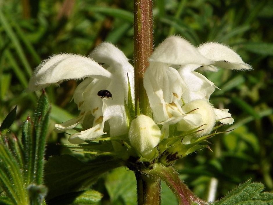 Onde plantar Urtiga-branca (Lamium album)_2