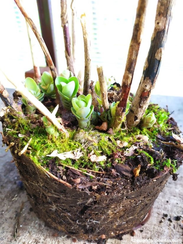 Bola de raízes de Sedum para dividir - www.queridasplantas.com
