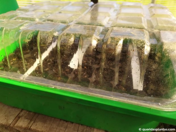 Cobrir o tabuleiro de sementes para encorajar a germinação - www.queridasplantas.com