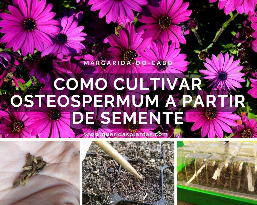 Como cultivar osteospermum a partir de semente - www.queridasplantas.com