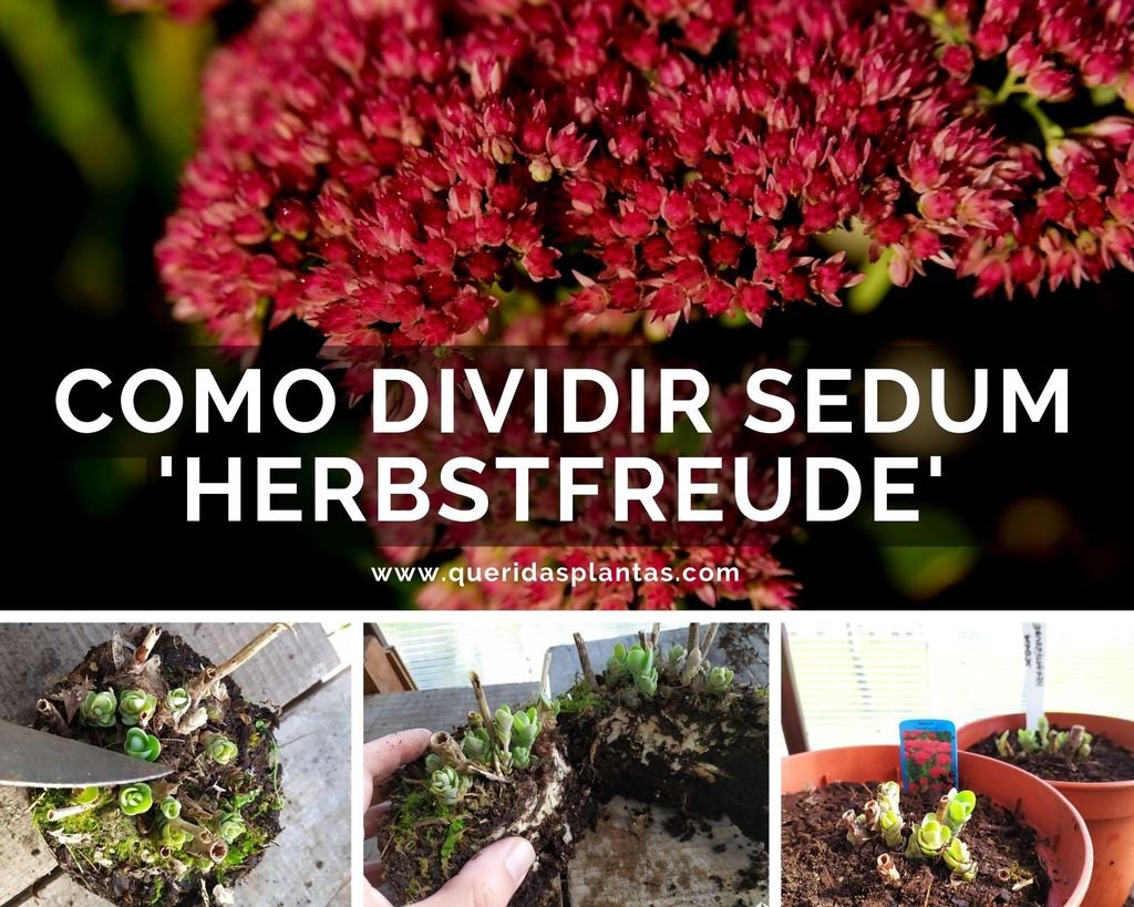 Como dividir Sedum 'Herbstfreude' (Autumn Joy) - www.queridasplantas.com