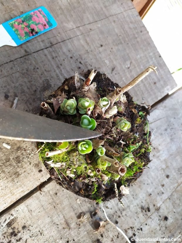 Dividir Sedum com uma pá - www.queridasplantas.com