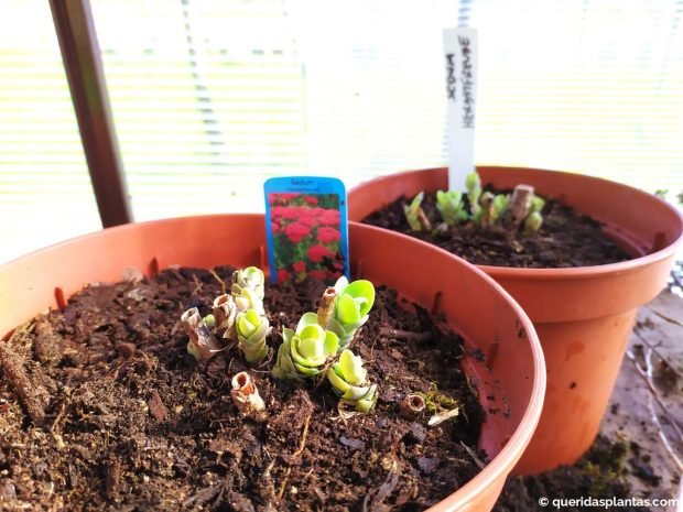 Divisões de Sedum plantadas e etiquetadas - www.queridasplantas.com