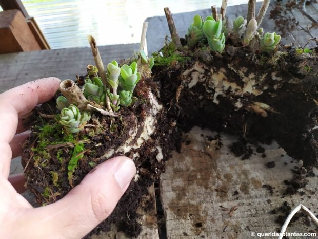 Duas novas planta de Sedum - www.queridasplantas.com