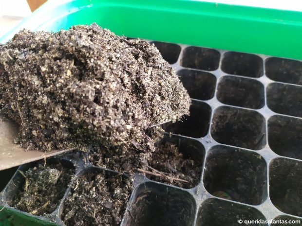 Encher o tabuleiro com composto genérico de sementeira - www.queridasplantas.com