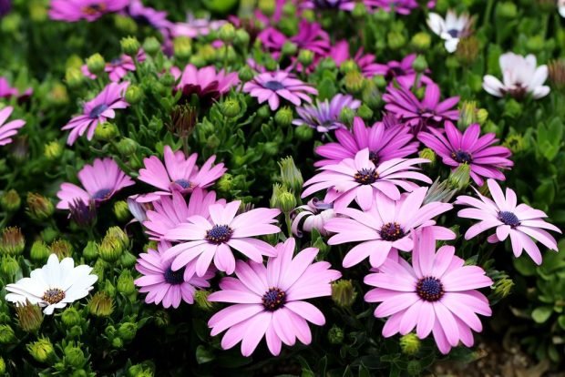 Flores de Osteospermum - margarida africana ou Margarida-do-cabo - www.queridasplantas.com