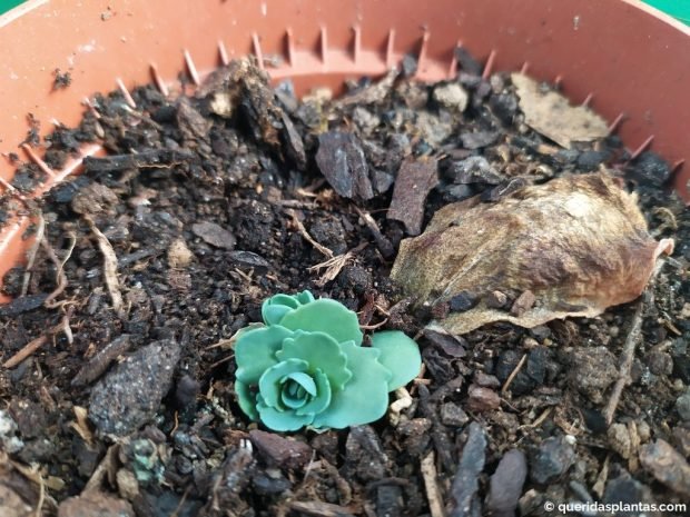 Folha de sedum original acaba por secar e morrer - www.queridasplantas.com