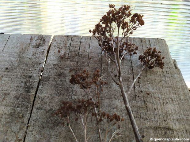 Hastes de flores de Sedum - www.queridasplantas.com