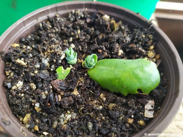 Nova planta de sedum propagada através de uma folha - www.queridasplantas.com