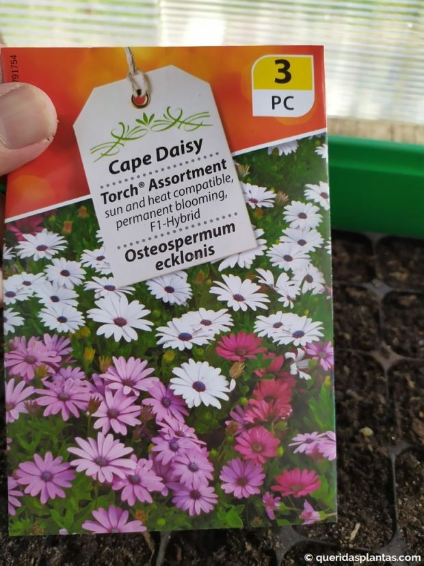 Pacote de sementes de osteospermum - www.queridasplantas.com