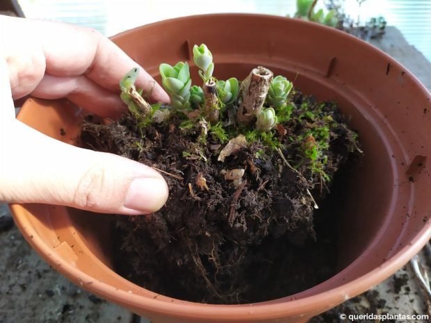 Plantar a nova divisão de Sedum - www.queridasplantas.com