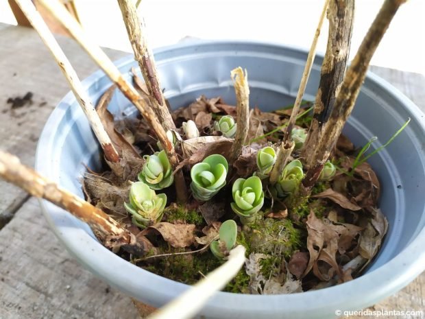 Quando o Sedum começa a crescer é uma boa altura para propagar por divisão - www.queridasplantas.com