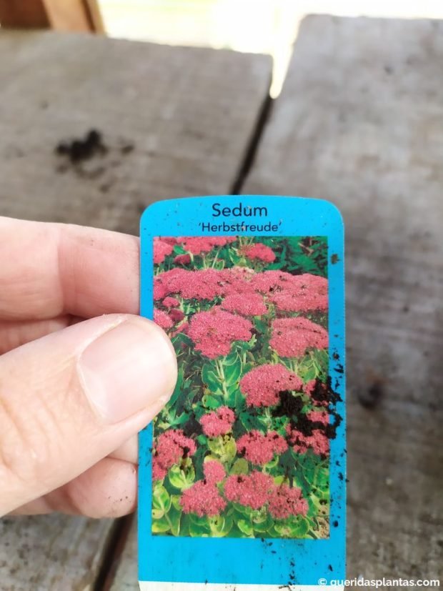 Sedum 'Herbstfreude' também chamado 'Autumn Joy'