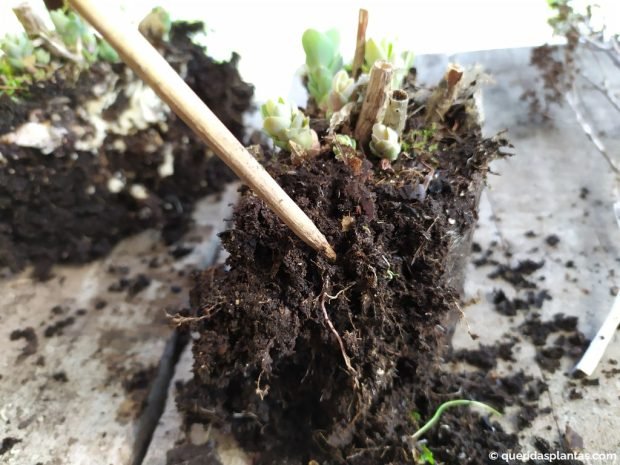 Soltar as raízes à volta - www.queridasplantas.com