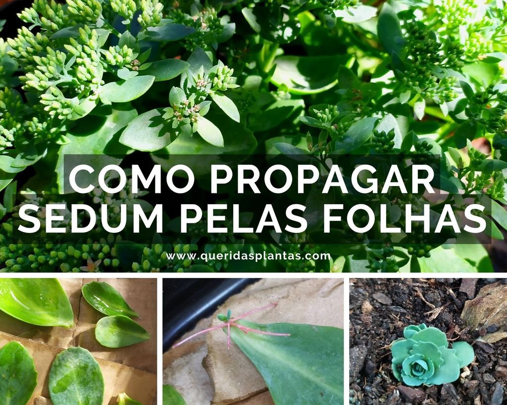como propagar Sedum pelas folhas