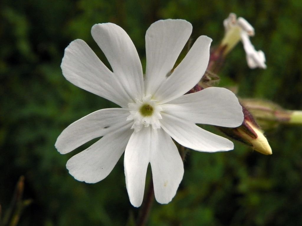Assobios (Silene latifolia)