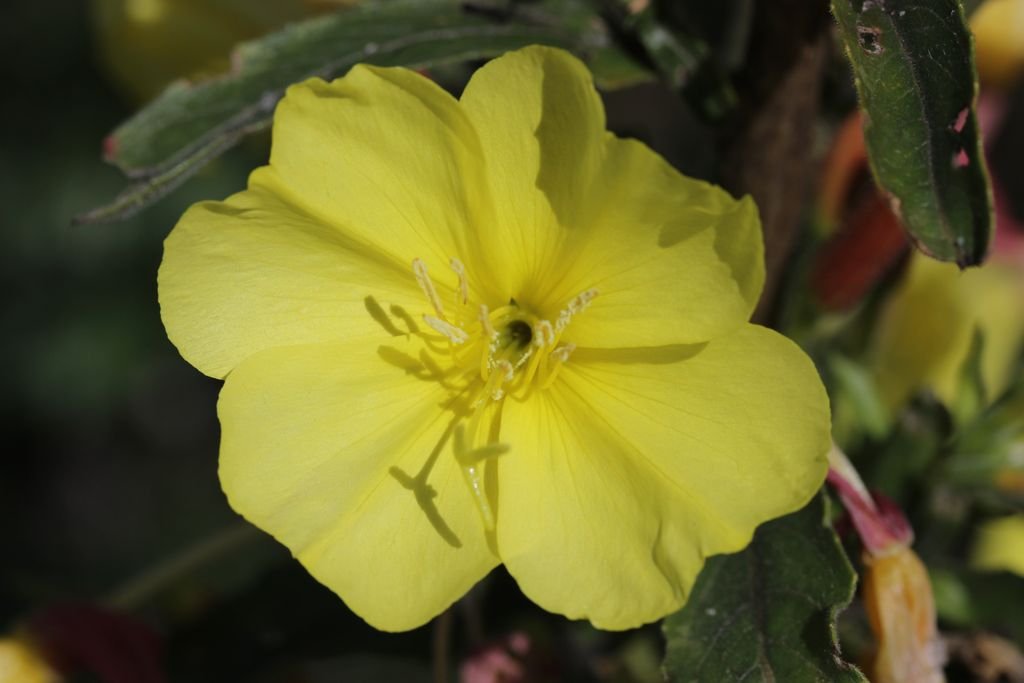 Erva-dos-burros (Oenothera glazioviana)