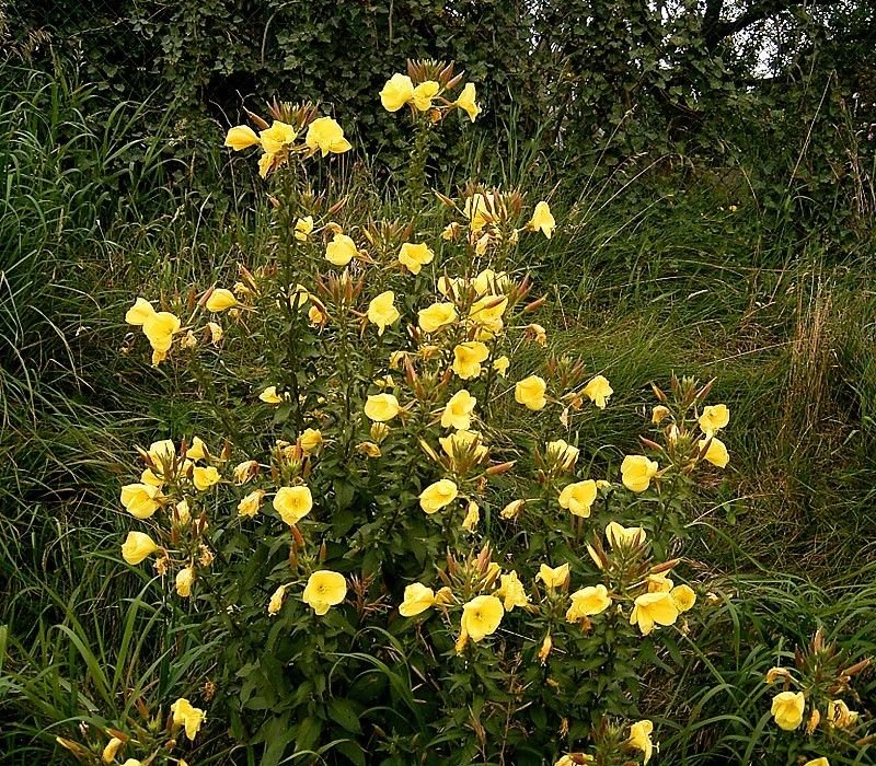 Como plantar Erva-dos-burros (Oenothera glazioviana)_1