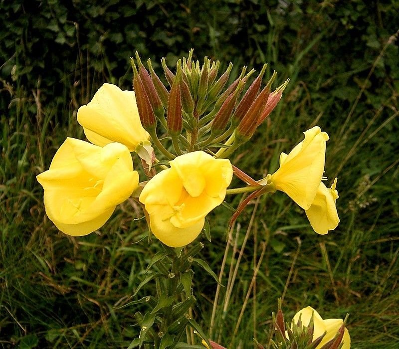 Onde plantar Erva-dos-burros (Oenothera glazioviana)_2