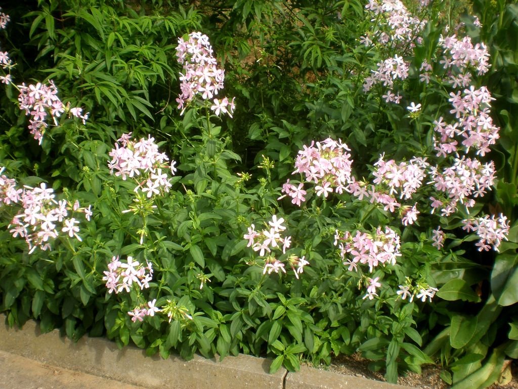 Erva-saboeira (Saponaria officinalis)