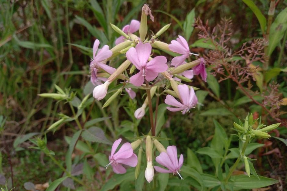Como plantar Erva-saboeira (Saponaria officinalis)_1