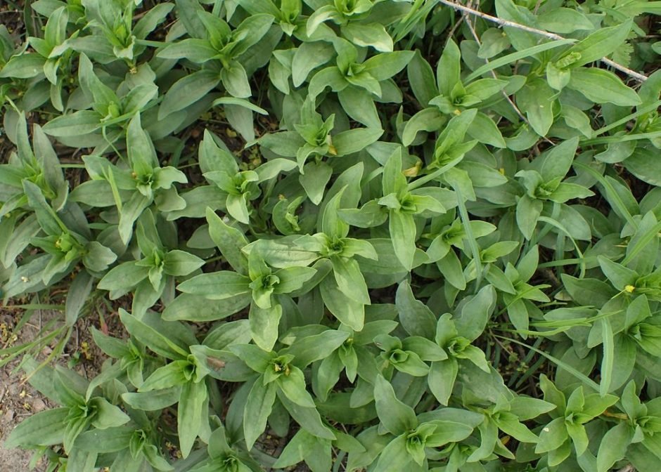 Onde plantar Erva-saboeira (Saponaria officinalis)_2
