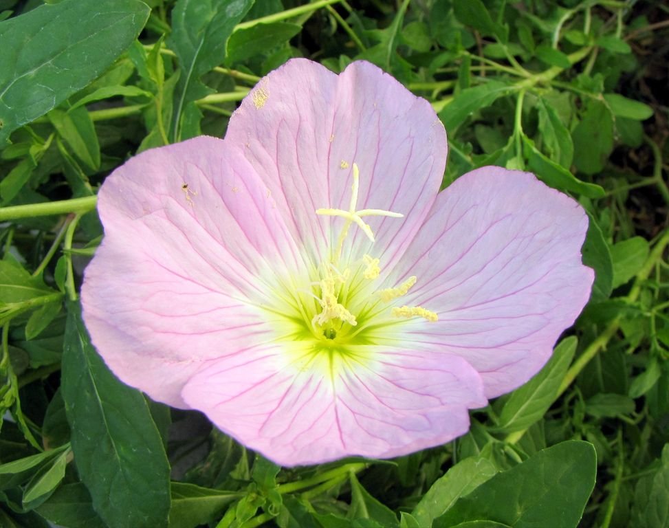 Flor-do-dia (Oenothera speciosa)
