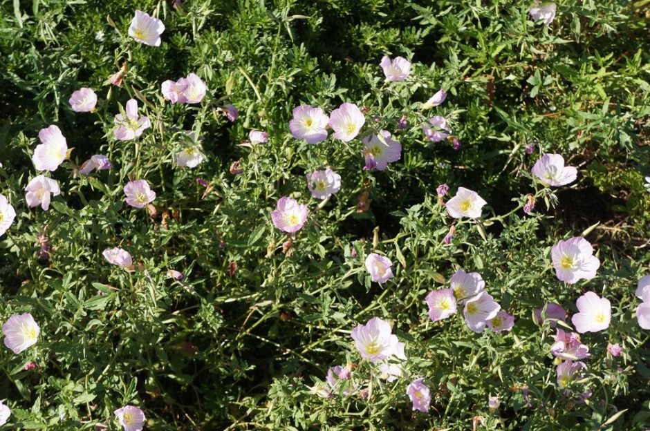 Como plantar Flor-do-dia (Oenothera speciosa)_1
