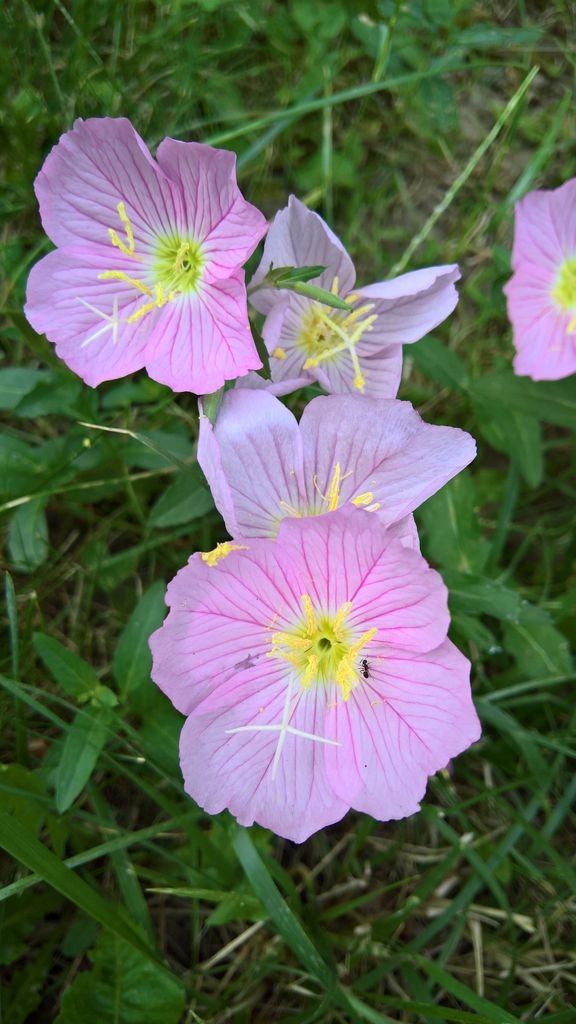 Onde plantar Flor-do-dia (Oenothera speciosa)_2