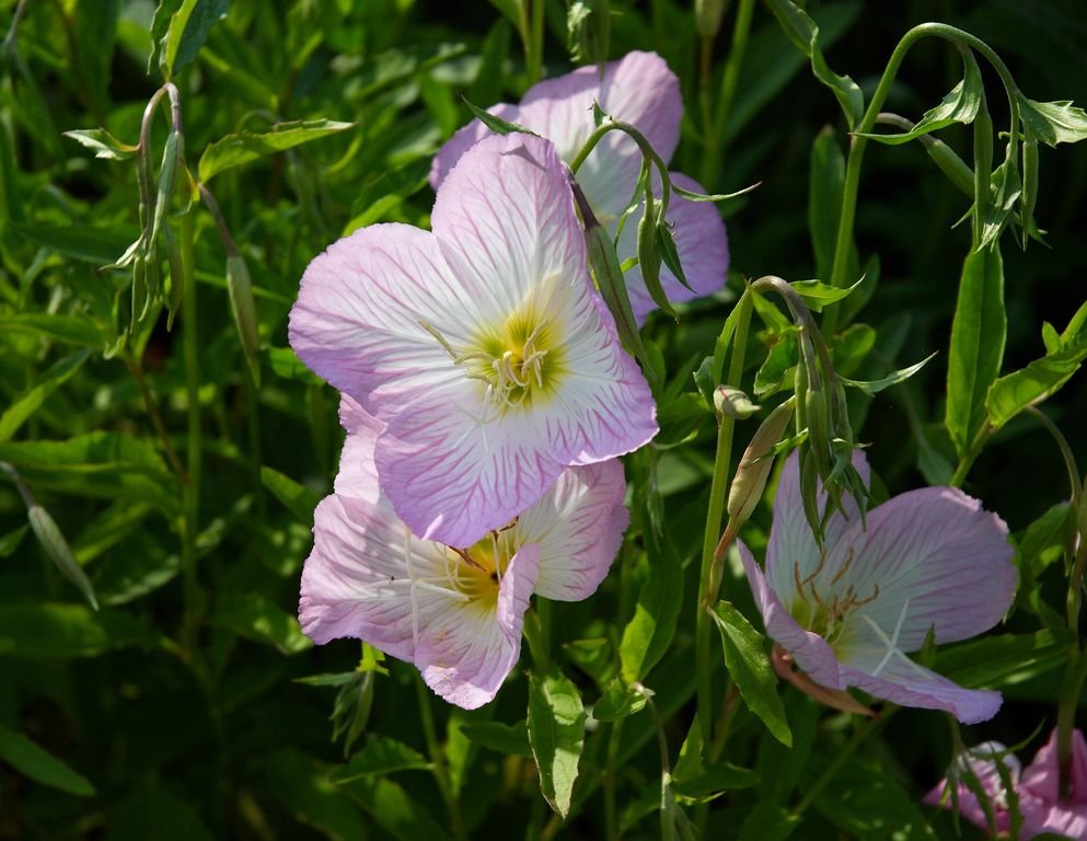Flor-do-dia 'Siskiyou' (Oenothera speciosa 'Siskiyou')