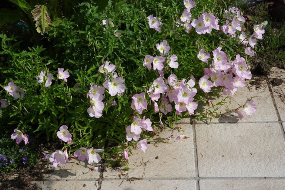 Como plantar Flor-do-dia 'Siskiyou' (Oenothera speciosa 'Siskiyou')_1