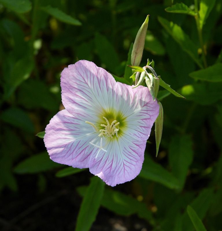 Onde plantar Flor-do-dia 'Siskiyou' (Oenothera speciosa 'Siskiyou')_2