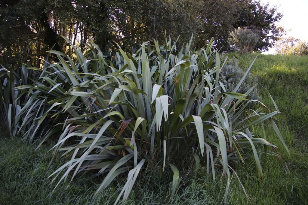 Fórmio (Phormium tenax)