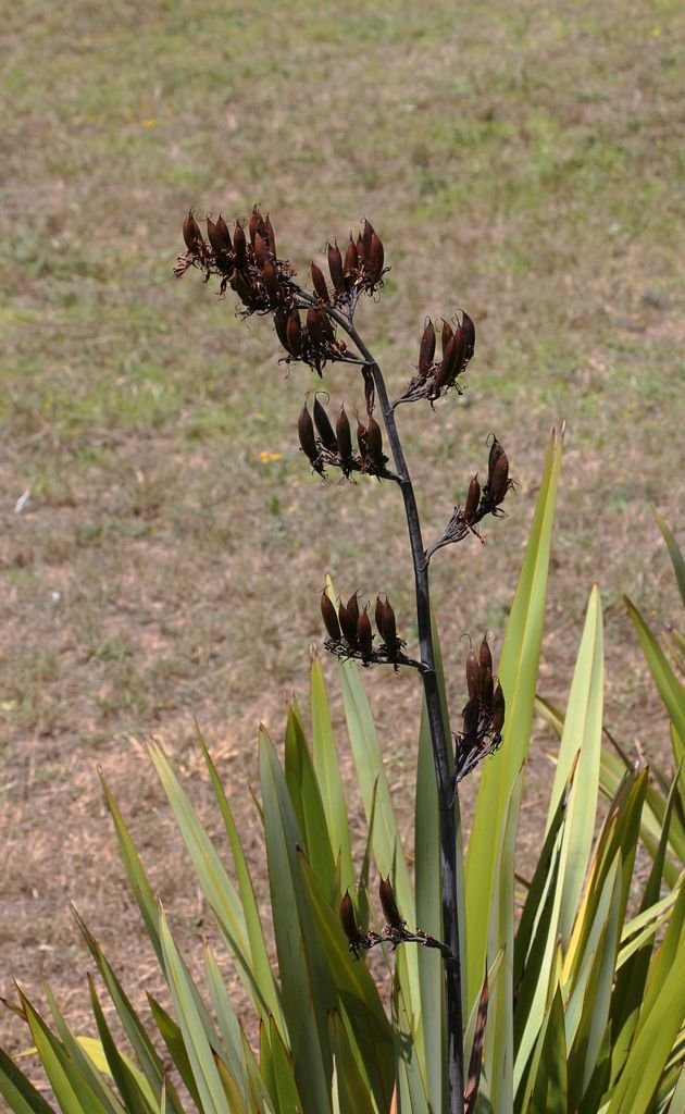 Como plantar Fórmio (Phormium tenax)_1