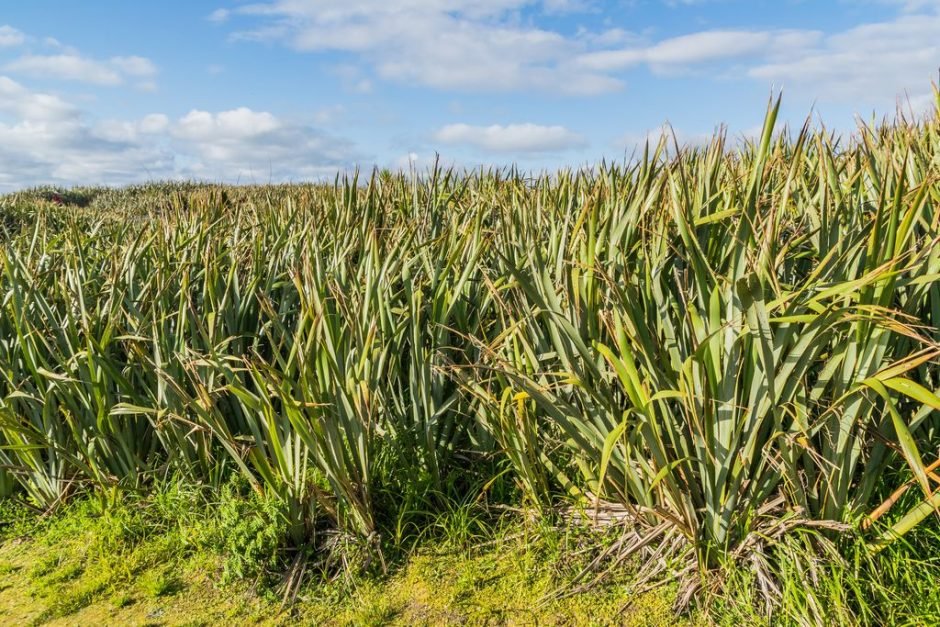 Onde plantar Fórmio (Phormium tenax)_2